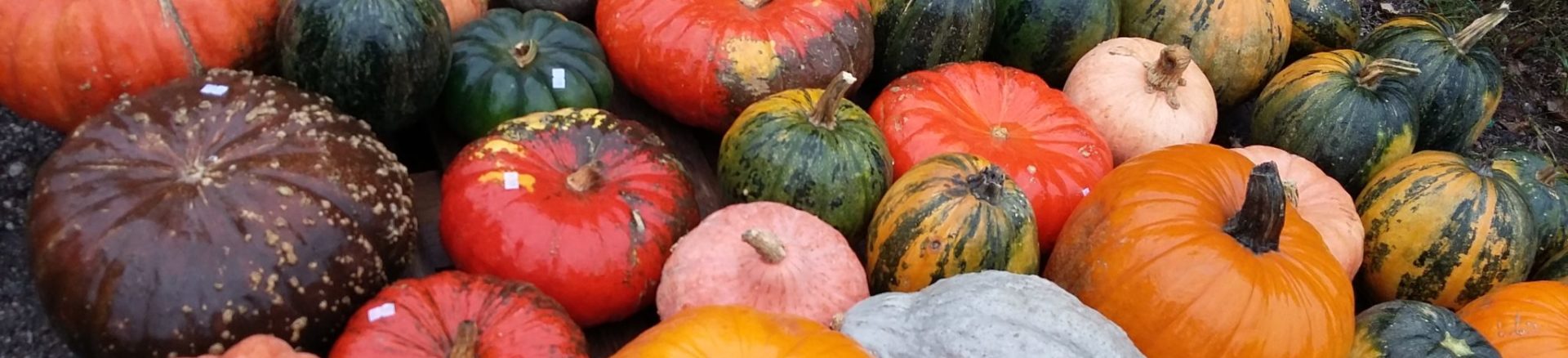 Kürbis Kürbishof Kürbiskernöl Speisekürbis Zierkürbisse Kürbiskernpesto Fruchtaufstrich Rapsöl Erdäpfel Vogelfutter Bio Metz Landwirt Kürbishofladen Mostviertel Haag Amstetten