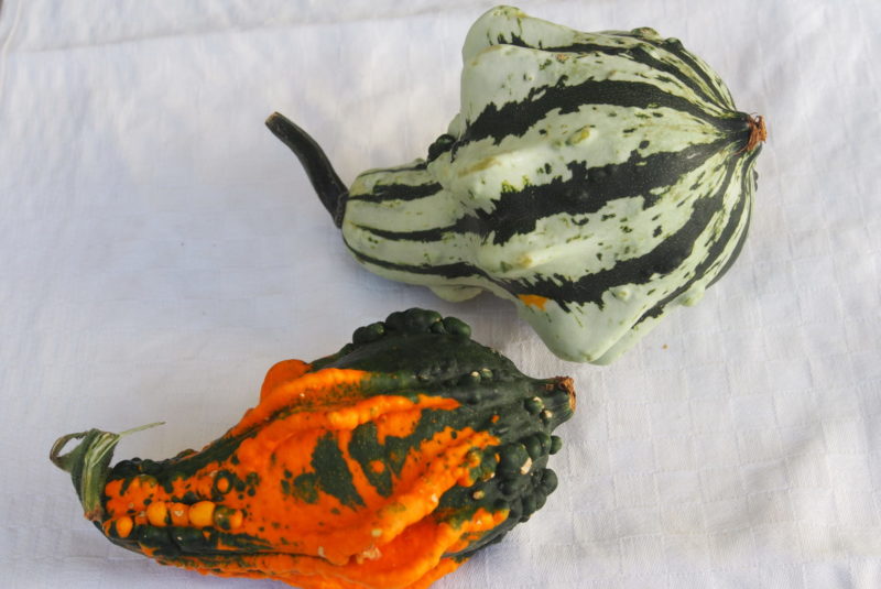 Kürbis Kürbishof Kürbiskernöl Speisekürbis Zierkürbisse Kürbiskernpesto Fruchtaufstrich Rapsöl Erdäpfel Vogelfutter Bio Metz Landwirt Kürbishofladen Mostviertel Haag Amstetten