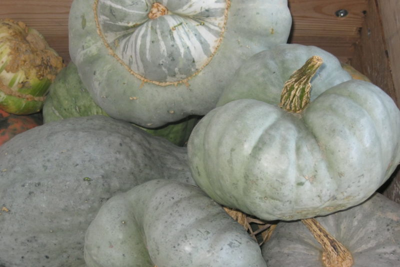 Kürbis Kürbishof Kürbiskernöl Speisekürbis Zierkürbisse Kürbiskernpesto Fruchtaufstrich Rapsöl Erdäpfel Vogelfutter Bio Metz Landwirt Kürbishofladen Mostviertel Haag Amstetten