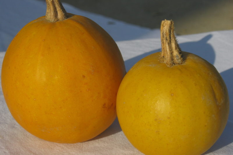 Kürbis Kürbishof Kürbiskernöl Speisekürbis Zierkürbisse Kürbiskernpesto Fruchtaufstrich Rapsöl Erdäpfel Vogelfutter Bio Metz Landwirt Kürbishofladen Mostviertel Haag Amstetten