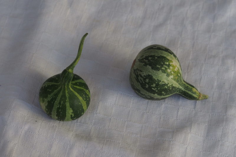 Kürbis Kürbishof Kürbiskernöl Speisekürbis Zierkürbisse Kürbiskernpesto Fruchtaufstrich Rapsöl Erdäpfel Vogelfutter Bio Metz Landwirt Kürbishofladen Mostviertel Haag Amstetten